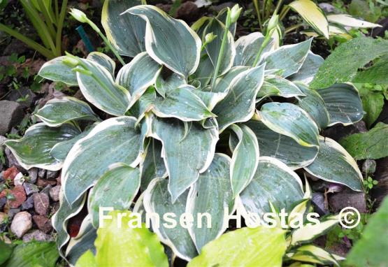 Hosta Clown's Collar